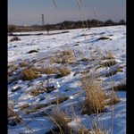 Trvanlivé zbytky od loňska