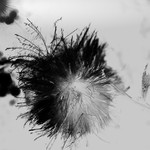 blacksun