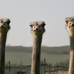 až řeknu tři tak na něj skočíme !!