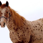 Hřebec Appaloosa