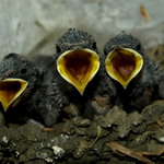 vlaštovičky II. - "Máme hlad!"