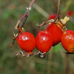 Vzpomínka na podzim