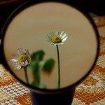 Sedmikrásky okem detektiva