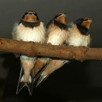 Vlaštovičky III. - rosteme...