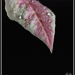 Poincézie °-°-°°°-°