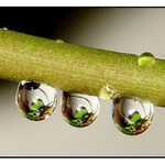 Tři kapky pro Popelku