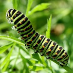 housenka otakárka fenyklového