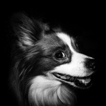 že psi sa nesmejú?