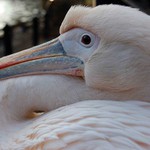 Pelikán v St.James Park, Londýn