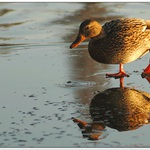 .. zimní vycházka ..