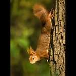 já chci být jezevčík