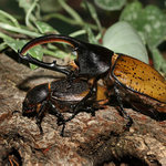 ,,zlato ,šup na to,,