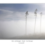 Tri stromy pod Tatrami