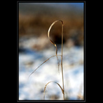 důstojné umírání