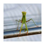 kuk, suším se   :)