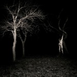 Depresivněidealistický návrat do korun stromů