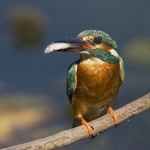 tady máte rybičku...