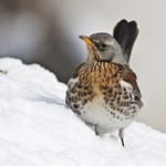 že by alpinistka :)