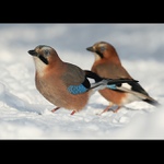 Ve frontě na buráky