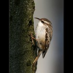 Šoupálek dlouhoprstý