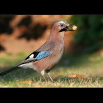 Podzimní přikrmování