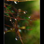 ... Pár kapek z lesa ...