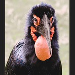 Místní  gigolo....