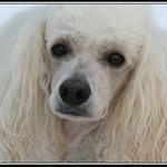 Bílá paní..../zvířecí/