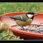 Jen  jedno zrníčko