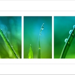 *** Střípky ranní rosy ***