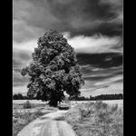 ... o stromu a obloze ...