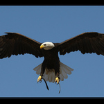 ... Orel bělohlavý ...