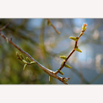 ***LÁKÁNÍ PAPRSKŮ***