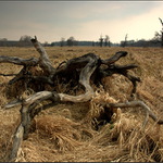 Příšerky z Pohanska s.r.o.