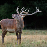 TEBE OPRAVDU NEMUSÍM