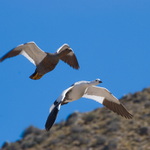 Husice andská - páreček