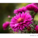 Obyčejně fialová ...