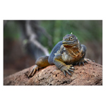 Leguán galapážský