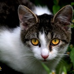 ...obzvlášť přítulná...