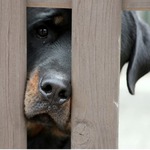 ...tady hlídám já...