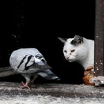 ...pan domácí v bílém...