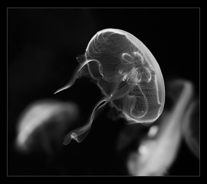 medúza