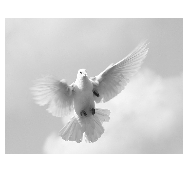 Křídla holubice mít...