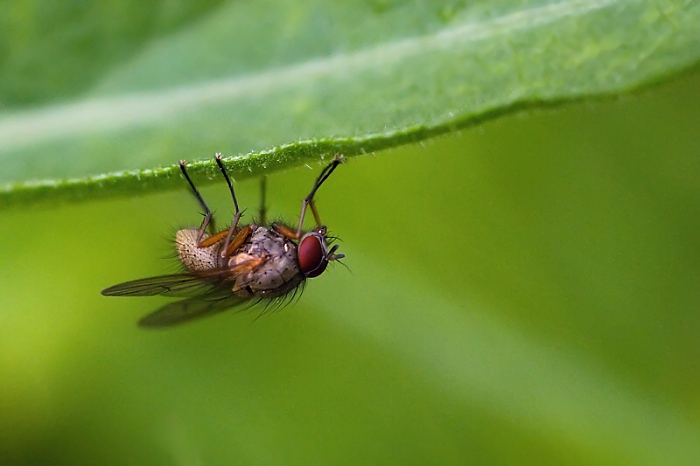 Sedi mucha na "stene"