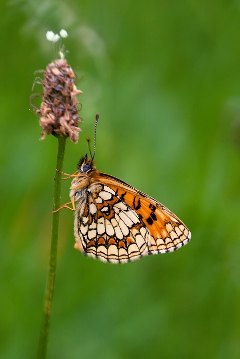 Melitaea athalia