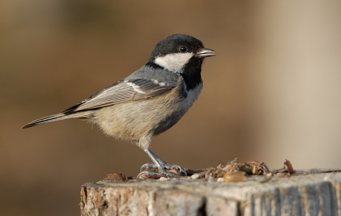Sýkora uhelníček (Parus ater)
