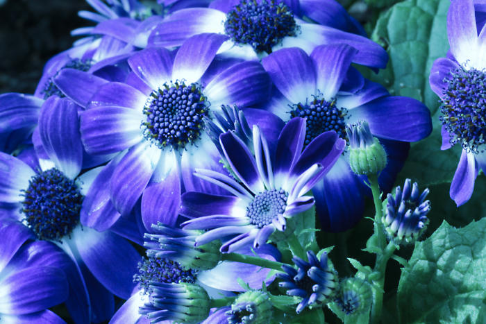 blue strike...878