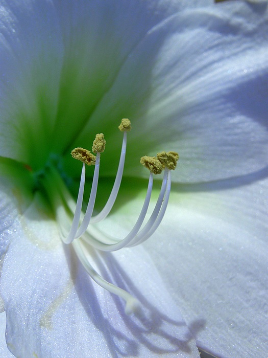 vznešená kráska Amaryllis