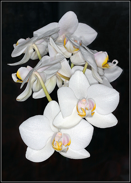 Hrozen orchidejí