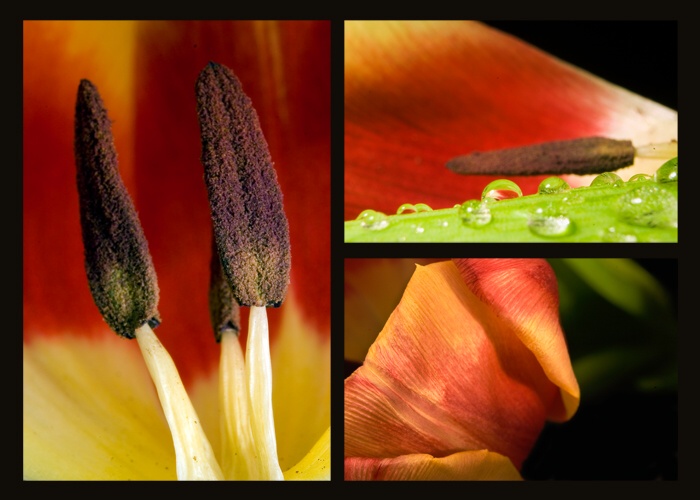 Tulipán